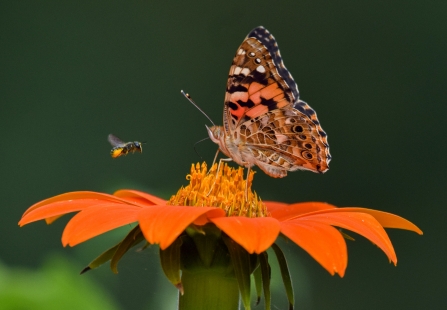 Photo: Rosemary McKerrell - Gardener's World