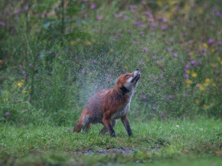 Photo: David Blackwell - A Wildlife Motion Picture 