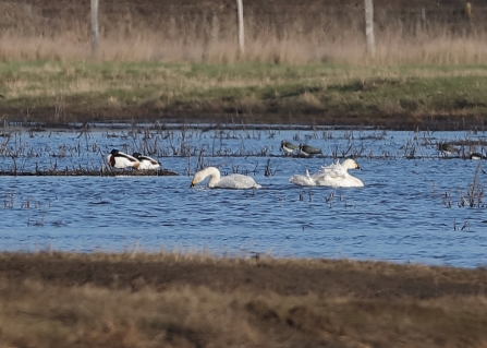 Two Bewick's Swans at Blue House Farm