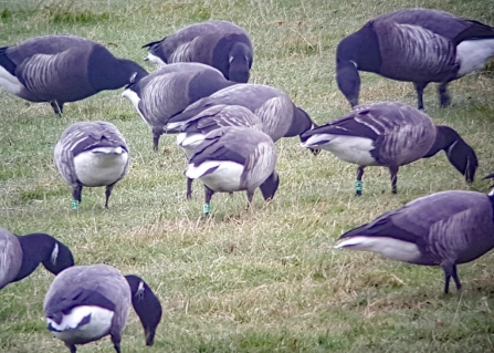 A small group of ringed Brent Geese at Blue House Farm