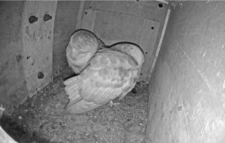 Two Barn owls inside a nest box