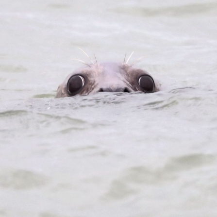 Grey seal