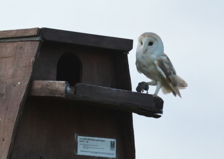 Barn Owl with prey on Blue House Farm nest box