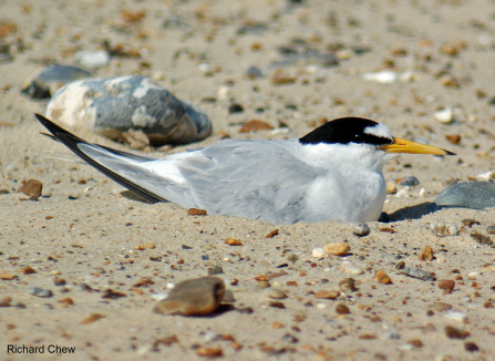 Little Tern