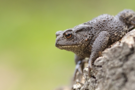 Common Toad - Tom Marshall