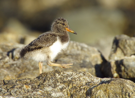 Oystercatcher Chick