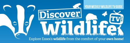 Banner WildlifeTV 7