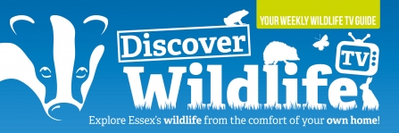 Banner wildlife TV 8
