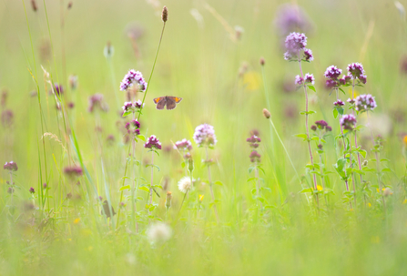 Summer butterfly meadow - Jon Hawkins Surrey Hills Photography