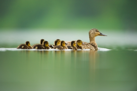 Mallard and ducklings