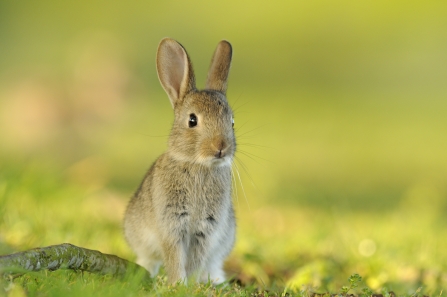 Rabbit, Oryctolagus cuniculus, young rabbit,
