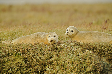 Seals