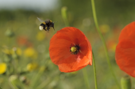 Buff-tailed bumble bee and poppy
