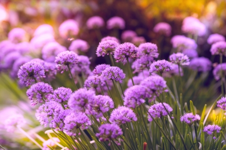 chive flowers