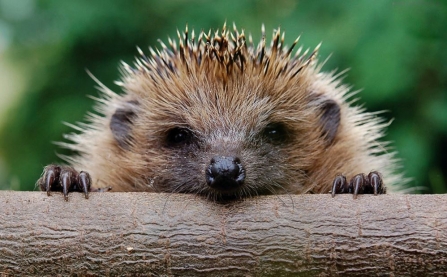 hedgehog