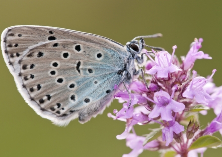 holly blue