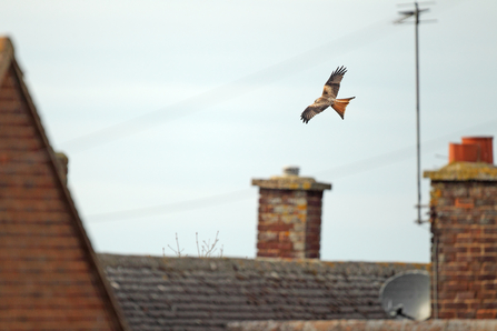 Red Kite Urban