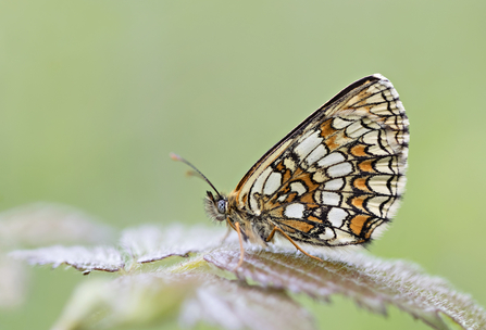 Heath Fritillary - Photography Competition 2019