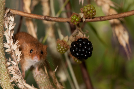 Harvest Mouse