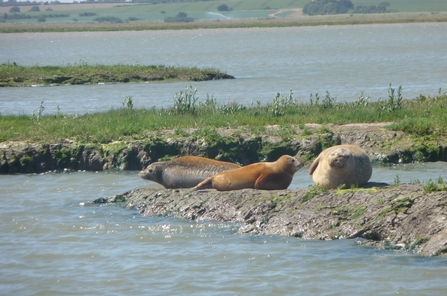 Orange seal in Hamford Water