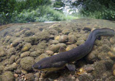 european eel