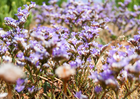 Sea Lavender