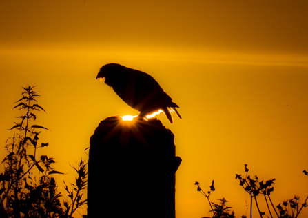 little owl