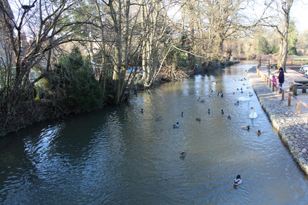 duck pond