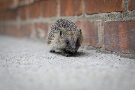 Hedgehog - Photo Tom Marshall