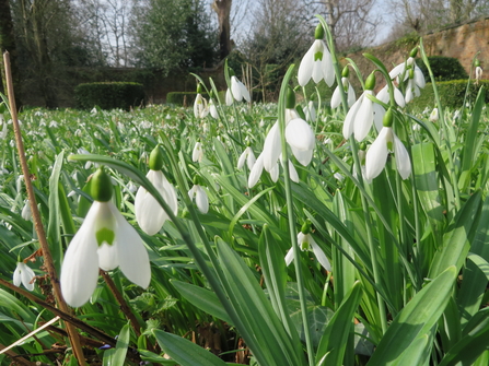 snow drops warley place