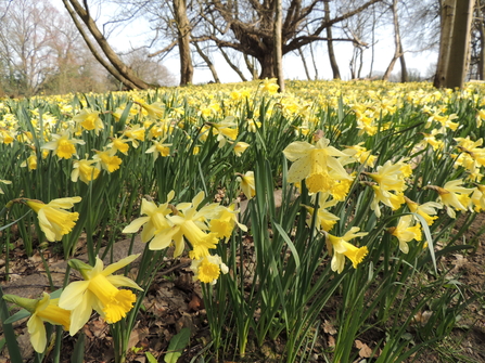 daffodils warley place