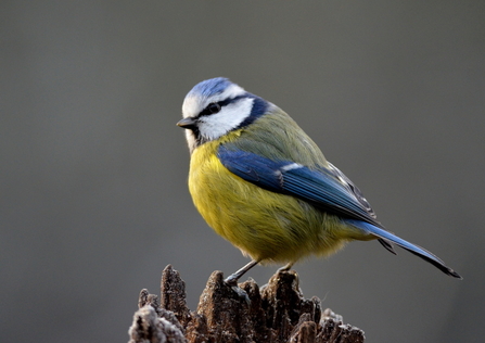 Blue tit