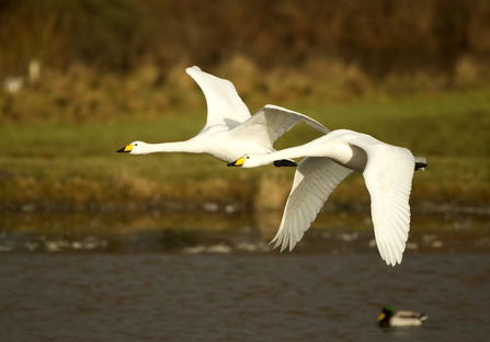 Swans in flight - Wildnet / Danny Green