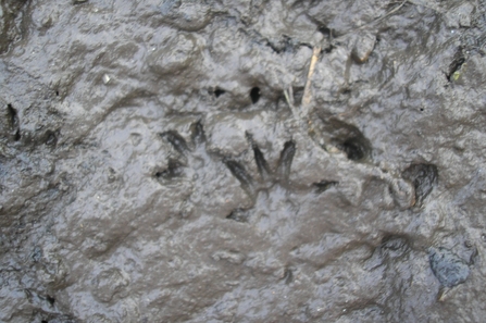 Water vole print - photo Fay Davies