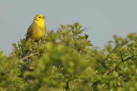 Yellowhammer - Wildnet / Chris Gomersall