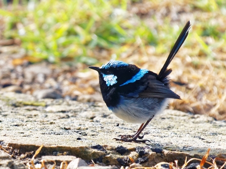 blue wren