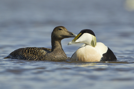 Eider pair