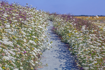 Wildflowers at Abberton