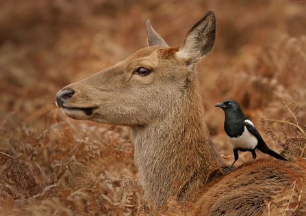 magpie on deer