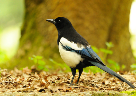 magpie