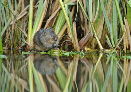 water vole