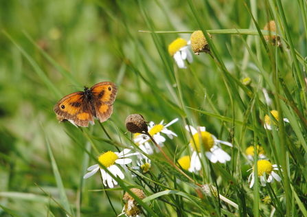 gatekeeper butterfly