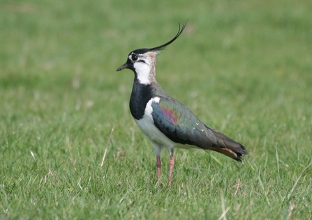 lapwing