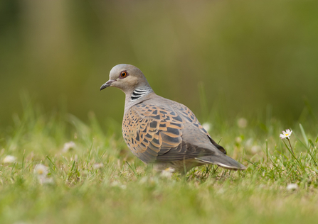 turtle dove