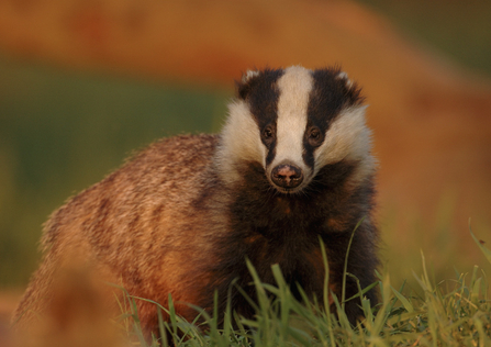 badger