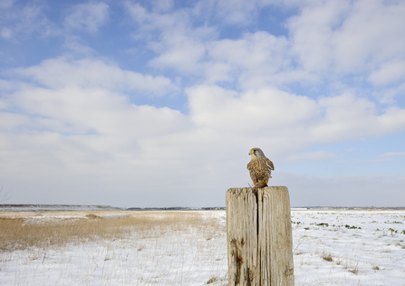 kestrel