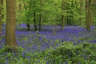 bluebells hanningfield