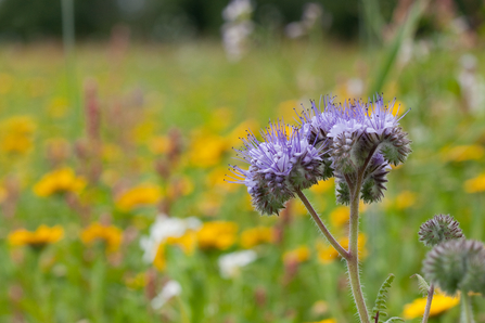 Wildflowers