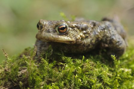 toad