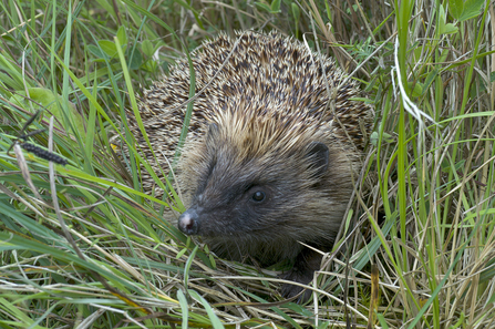 hedgehog